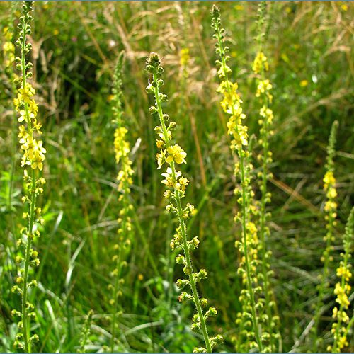 aigremoine aigremoine