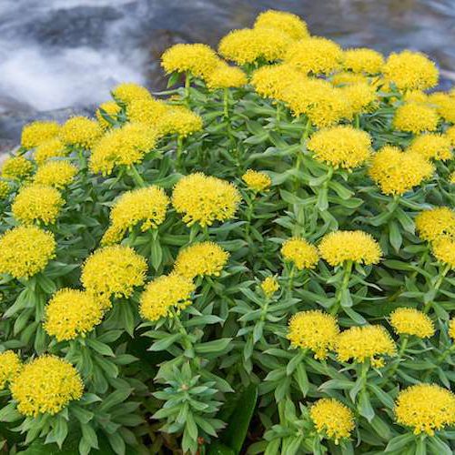 rhodiola rhodiola